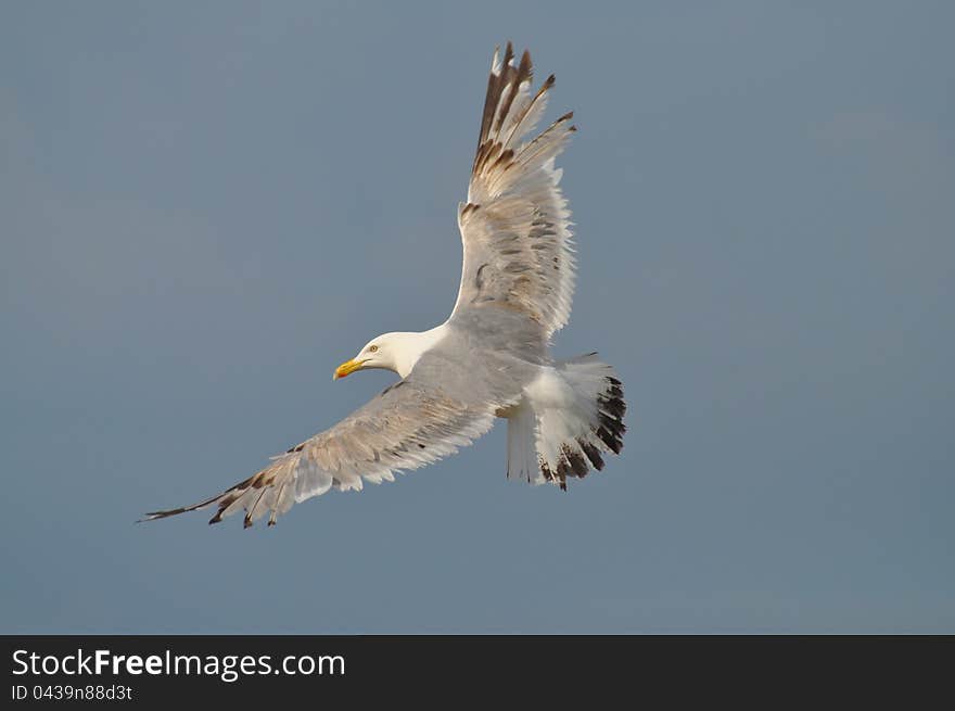 Seagull on a grey sky