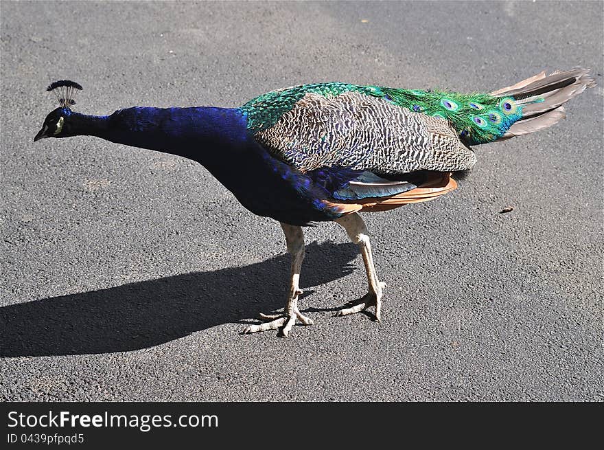 A fabulous peacock is crossing the street in Franklin Zoo (Roxbury, Massachusetts). A fabulous peacock is crossing the street in Franklin Zoo (Roxbury, Massachusetts)