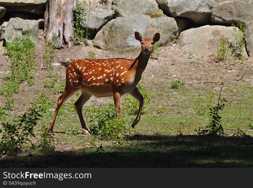 A beautiful young deer running in the forest. A beautiful young deer running in the forest