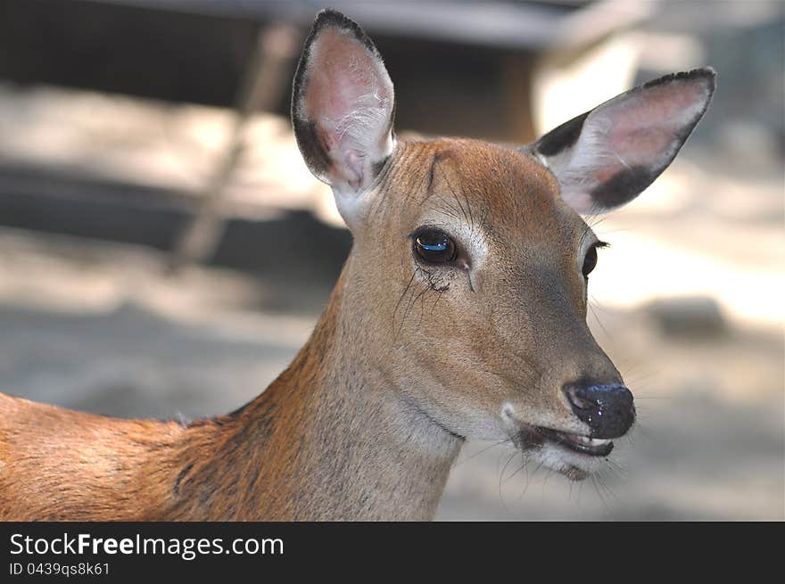 Deer Portrait