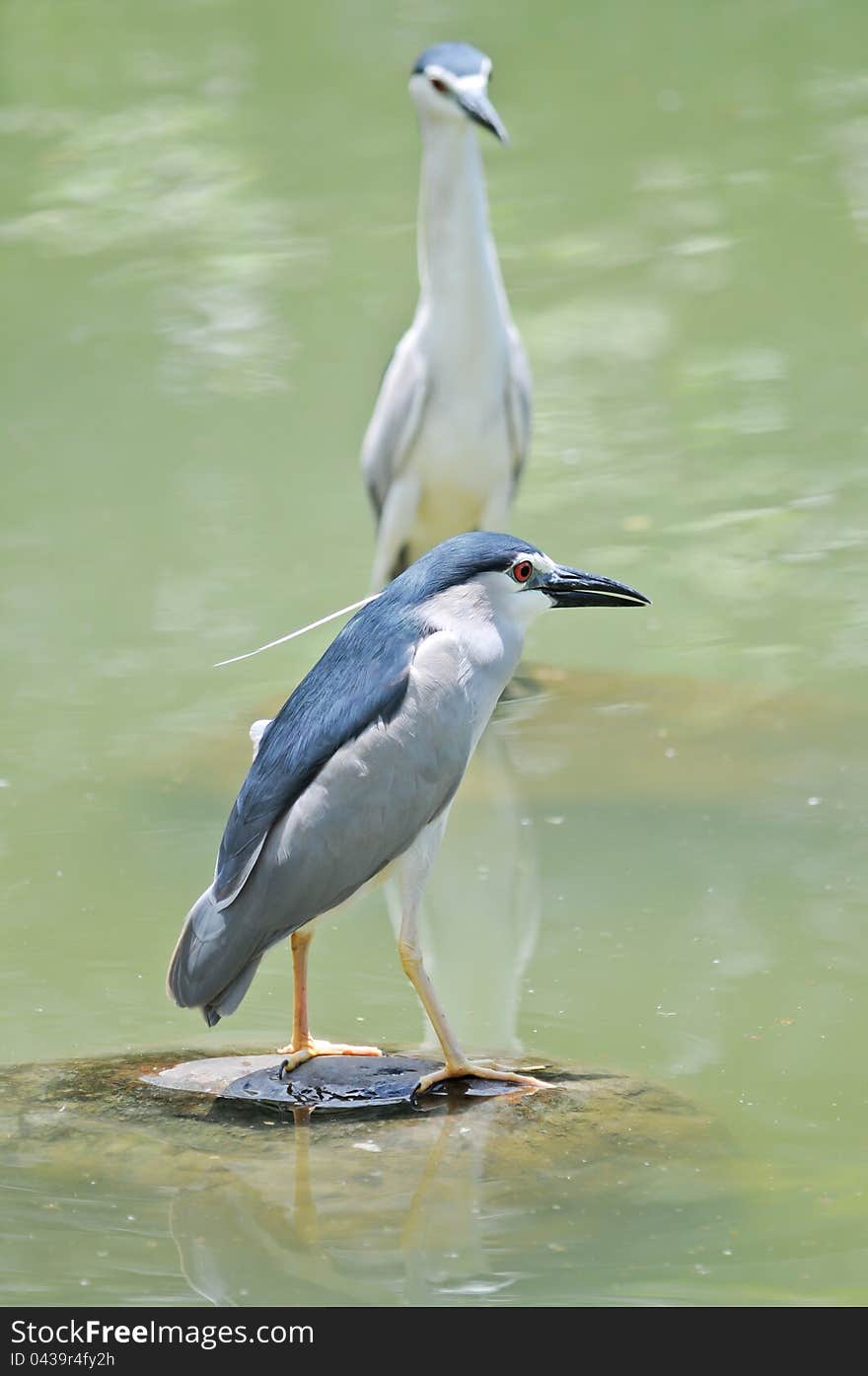 Black-crowned Night-Heron (Nycticorax nycticorax hoactli) ,Bird