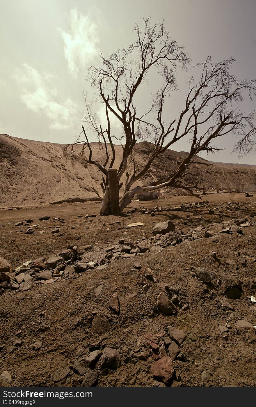 A tree in the middle of the desert..... good shot for represent global warming. A tree in the middle of the desert..... good shot for represent global warming