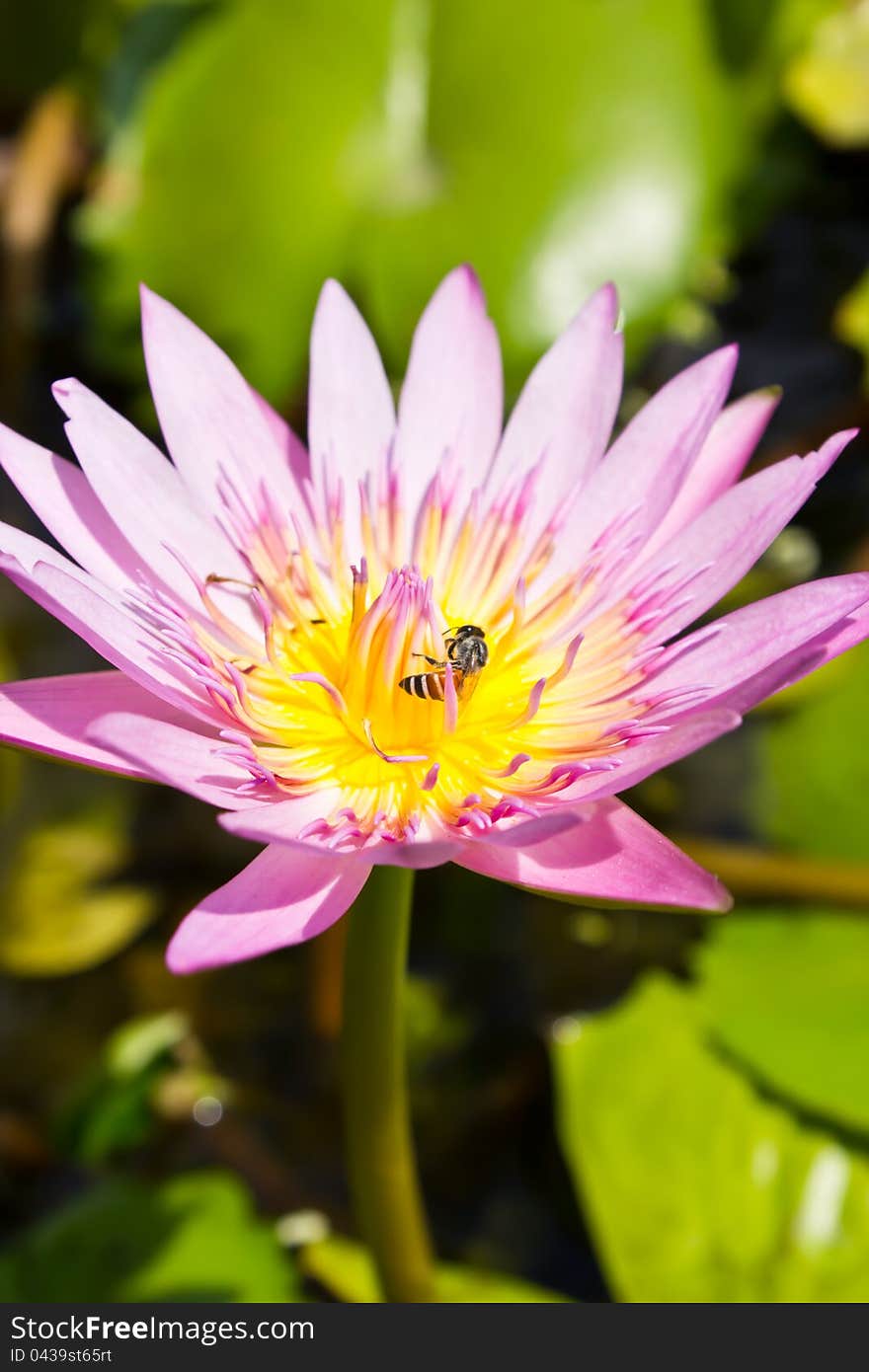 Pink lotus flower with bee