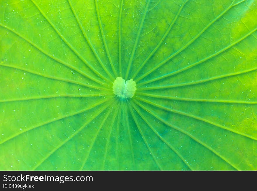 Green close up lotus leaf