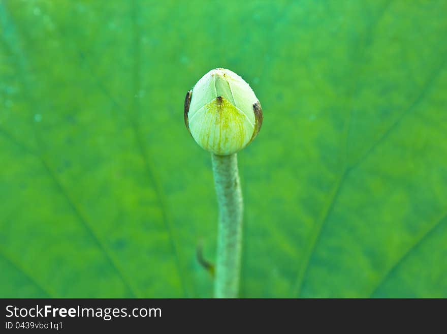 Baby lotus