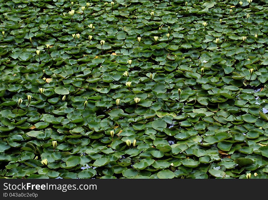 Yellow water liles and leaves in pond