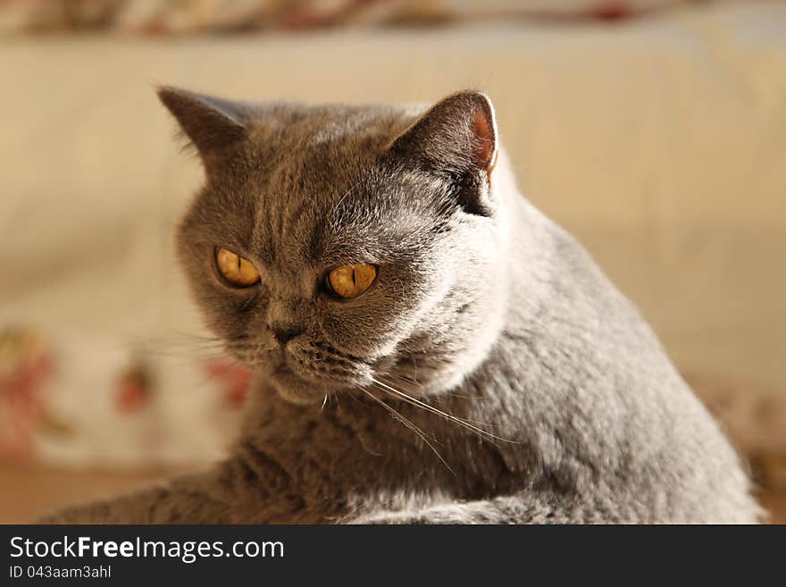 This beloved pet cat breed British Shorthair named Tais Queen