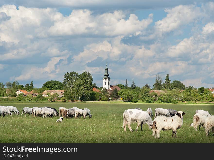 sheep on the beautiful green meadow. sheep on the beautiful green meadow