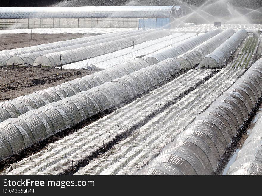 Plastic greenhouse and automatic sprinkler