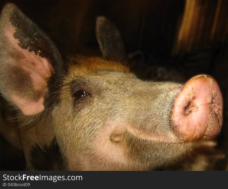 A pig in a shelter