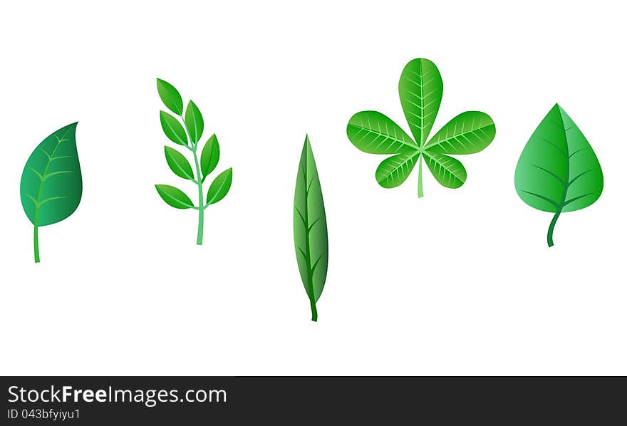 Vector illustration. A set of five leaves