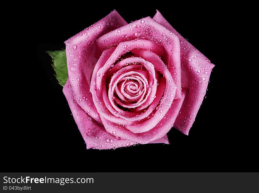 Pink rose fresh bloom on black background