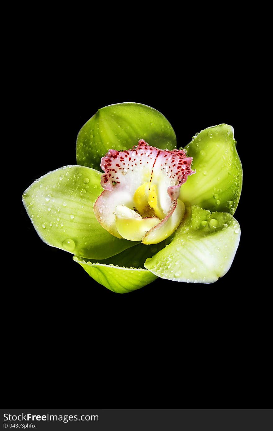 orchid fresh bloom on black background. orchid fresh bloom on black background