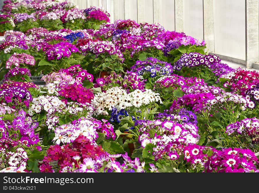 Cineraria flowers