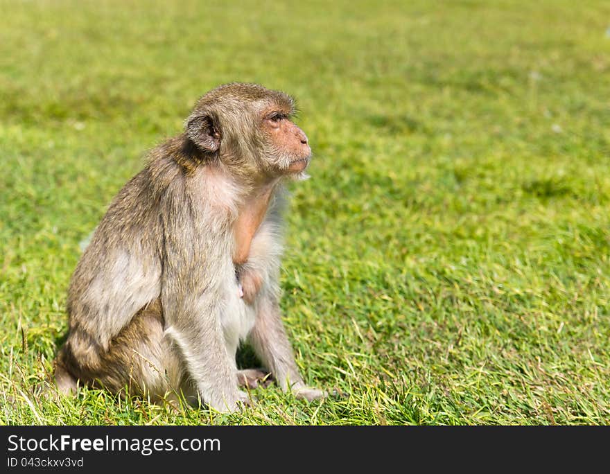 Macaque monkey sitting on green grass