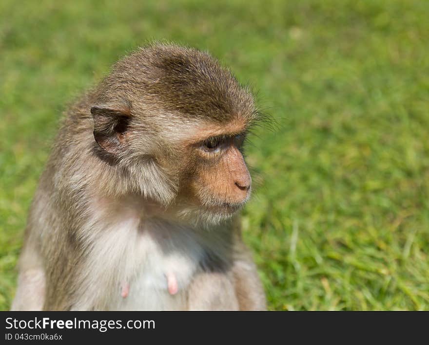 Macaque monkey sitting on green grass