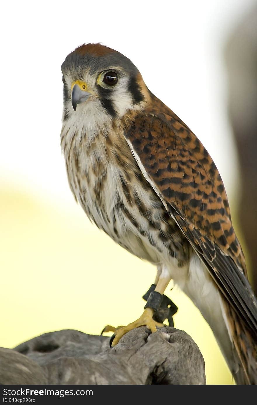 American Kestrel