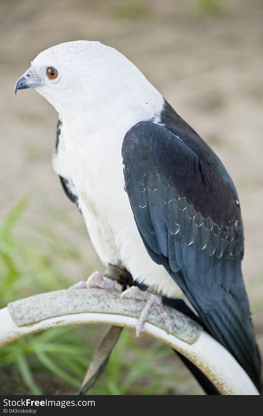 Sparrow tailed Kite