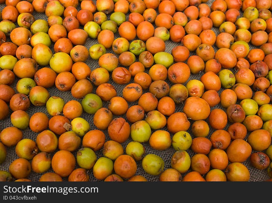 The Dried Jujube.