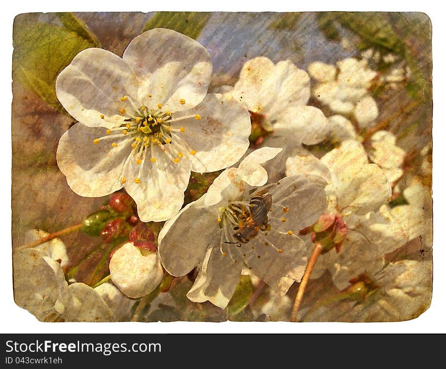 Old postcard with a few cherry blossoms. Old postcard, design in grunge and retro style