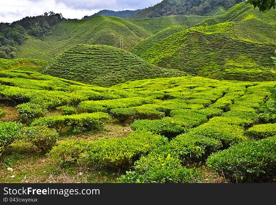 Cameron highland