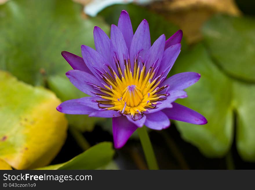 Blooming Lotus