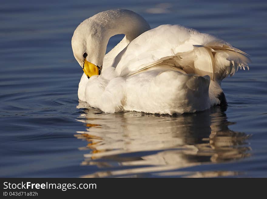 A Whooper Swan,Cygnus cygnus,preening on water