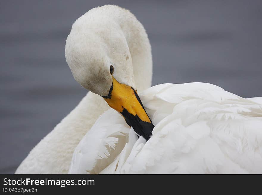 A Whooper Swan,Cygnus cygnus,preening on water