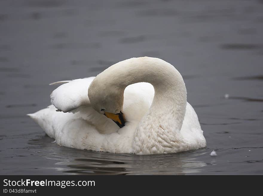 A Whooper Swan,Cygnus cygnus,preening on water