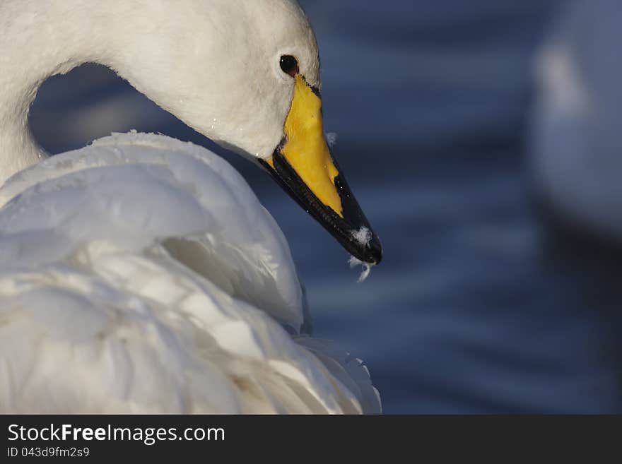 Aclose up of a Whooper Swan,showing feathers on its beak after preening,