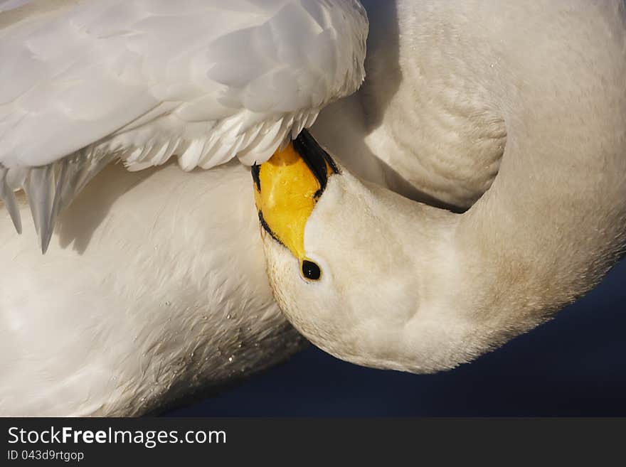 A Whooper Swan,Cygnus cygnus,preening under its wing,