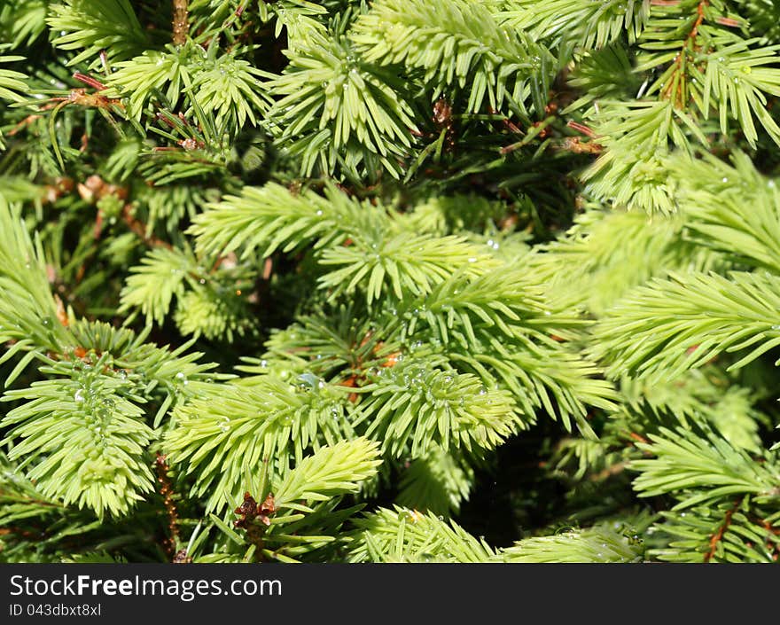 Seamless background with green fir tree branches with drops of dew. Seamless background with green fir tree branches with drops of dew