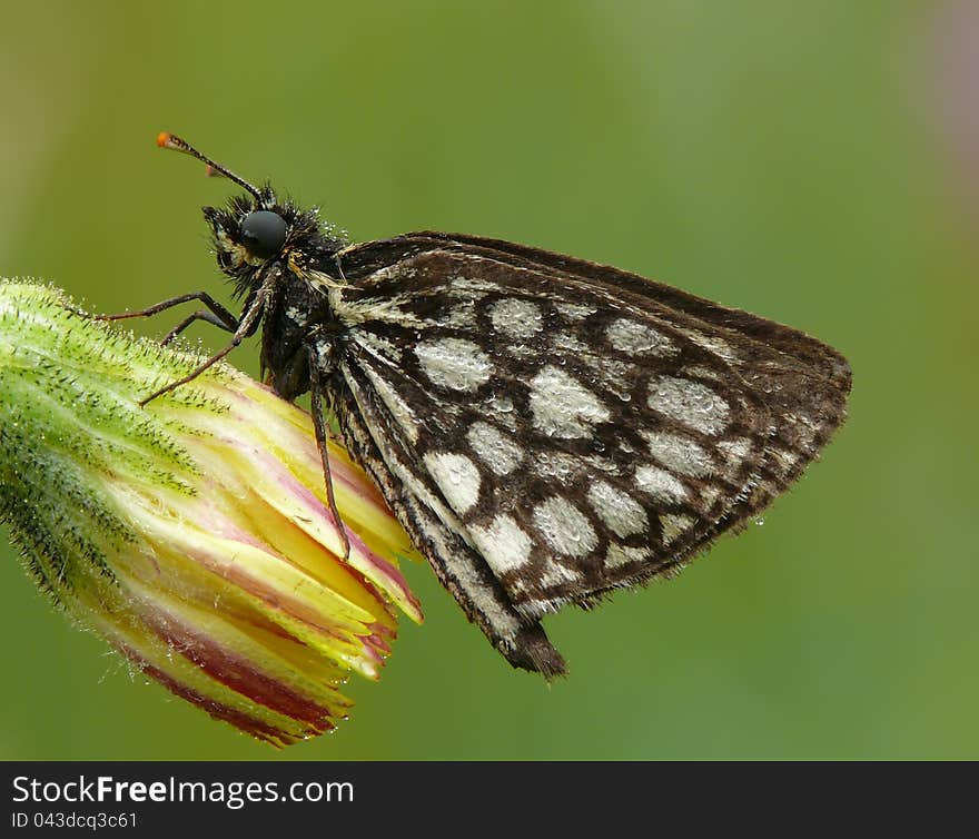 Morning. Dew. Large chequered skipper oa a flower. Morning. Dew. Large chequered skipper oa a flower.