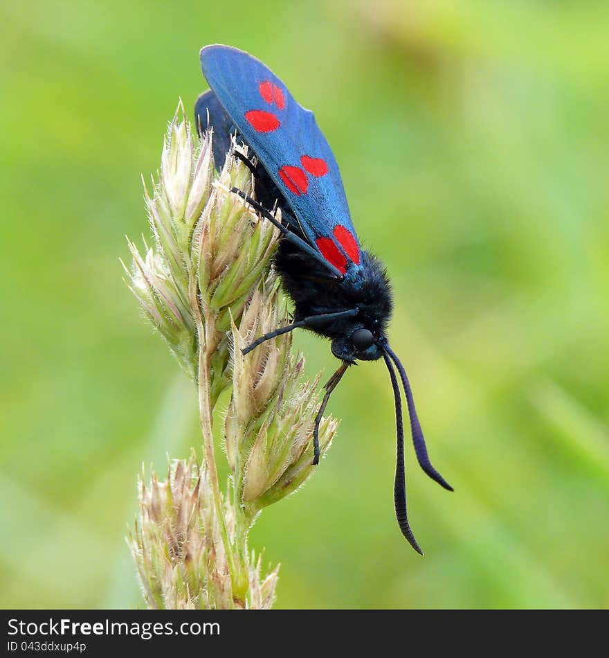 Six-Spot Burnet on a bent. Six-Spot Burnet on a bent.