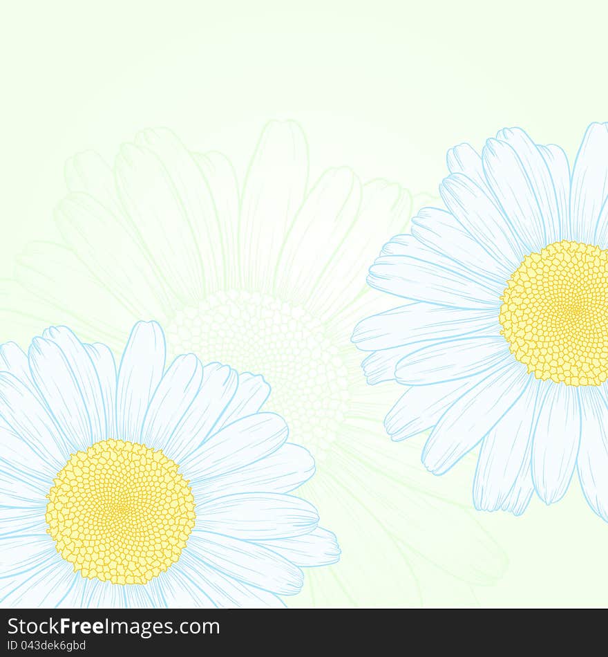 Vector illustration with daisies for greeting card. Vector illustration with daisies for greeting card.