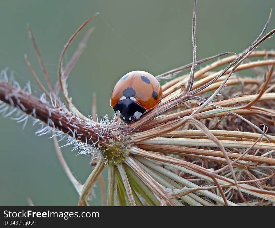 Beautyful ladybug on a colored leaf. Beautyful ladybug on a colored leaf.