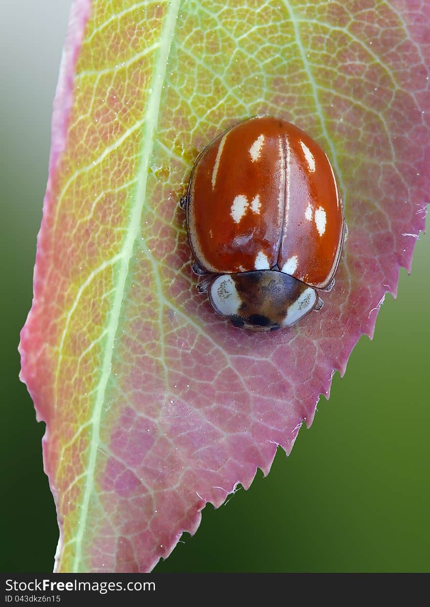 Beautyful ladybug on a colored leaf. Beautyful ladybug on a colored leaf.