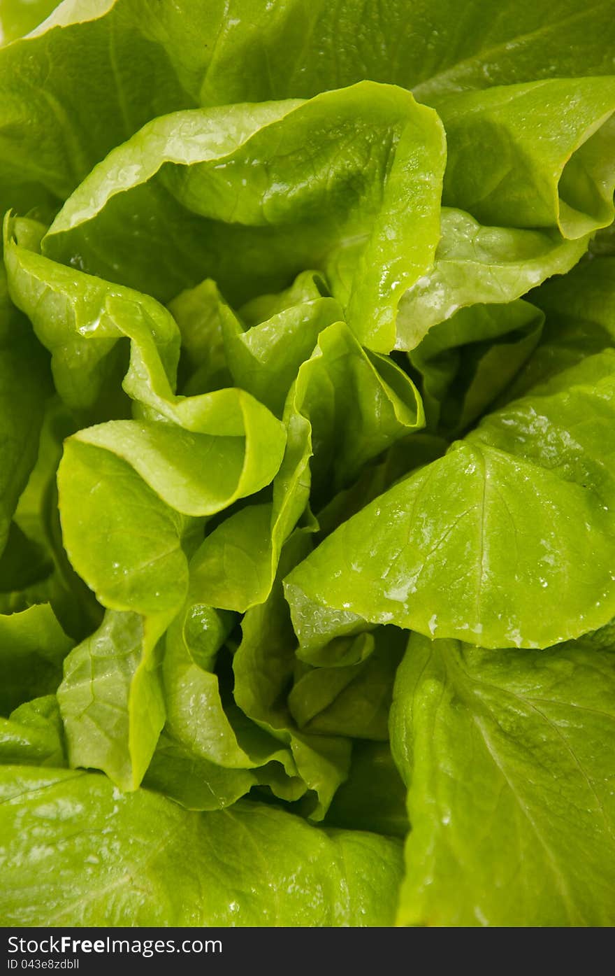 Freshly harvested heads of lettuce