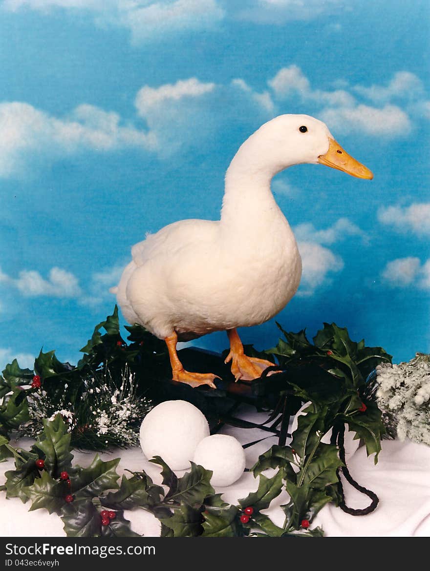 Christmas Duck