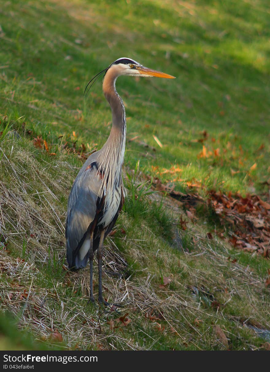 Blue heron Ardea herodias fishing on a lake bank