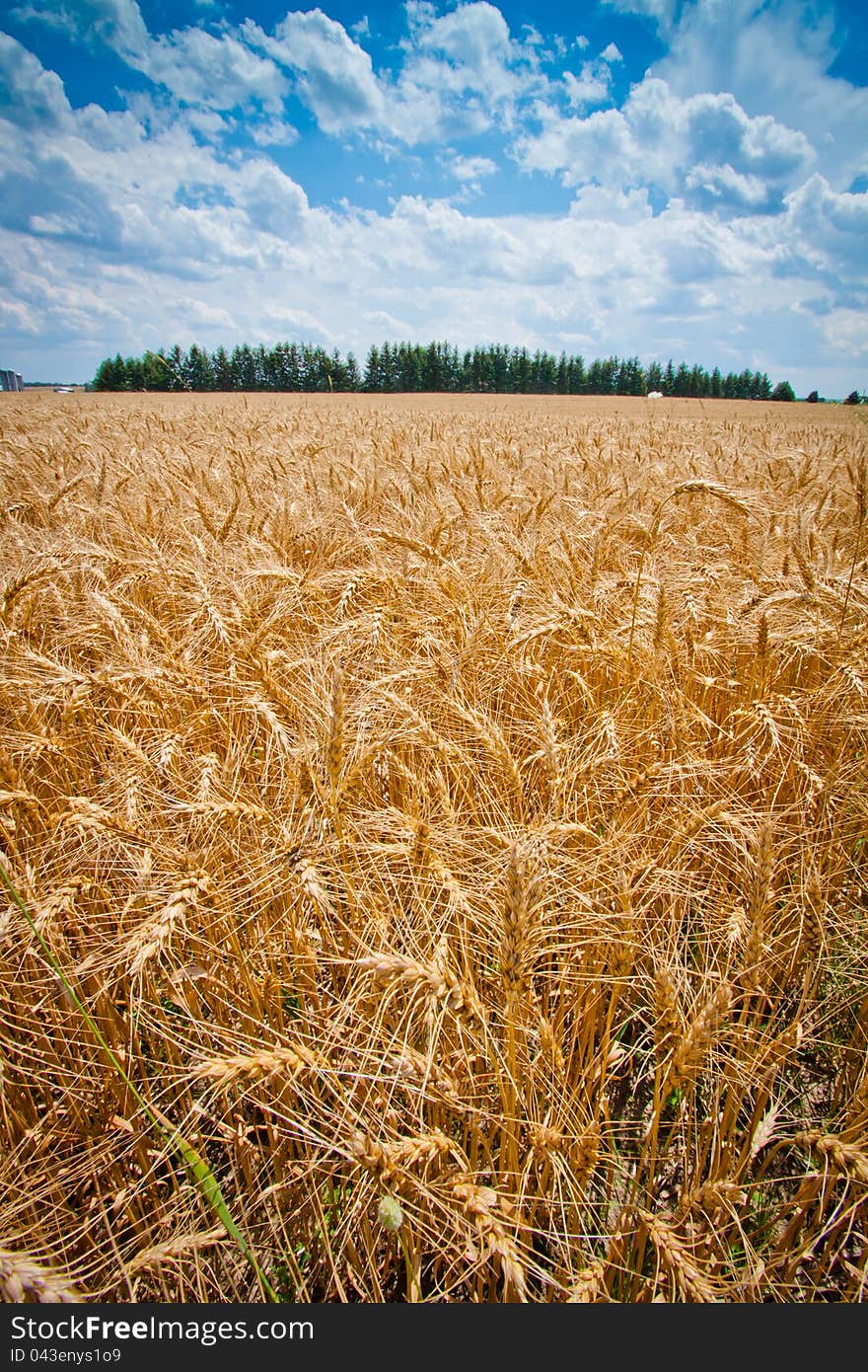 A vertical image of a wheat field ready to harvest