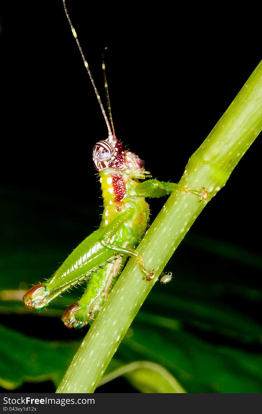 Rain forest cricket