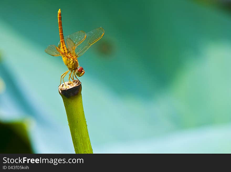 A big yellow dragonfiy stand on a tiick of the lotus leaf. A big yellow dragonfiy stand on a tiick of the lotus leaf