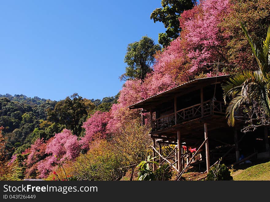 Vibrant red asian Thailand sakura background with sunlight. Low aperture shot, selective soft focus. Vibrant red asian Thailand sakura background with sunlight. Low aperture shot, selective soft focus.