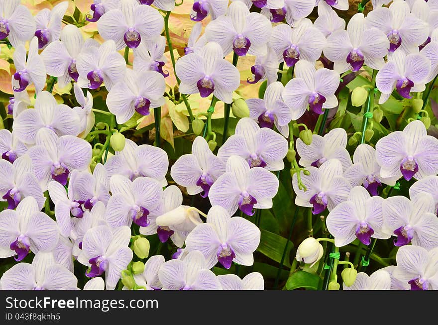 Orchid Background