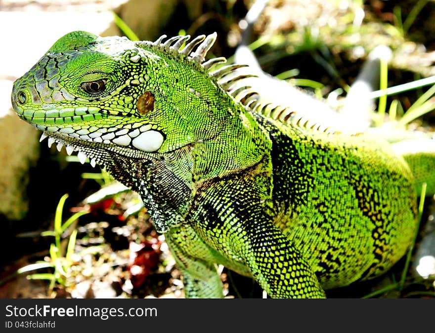 Green Iguana Lizard