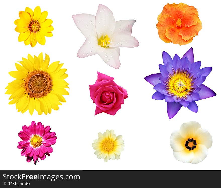 Isolated collection of flowers like water lily, chrysanthemum, daisy and hibiscus. Isolated collection of flowers like water lily, chrysanthemum, daisy and hibiscus