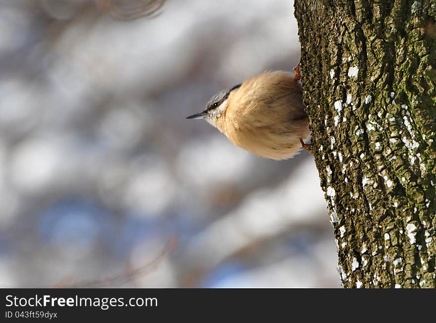 Nuthatch, sitta europaea