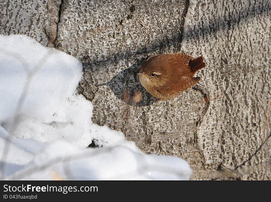 Winter wren, Troglodytes troglodytes