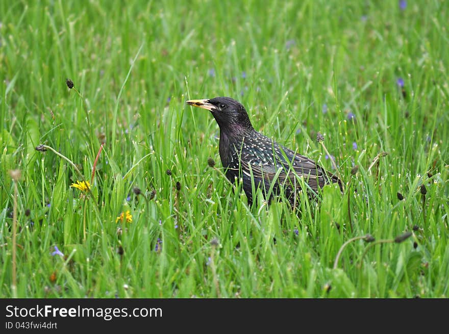 Portrait Common Starling, Sturnus vulgaris in the grass